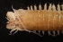  ( - ECOSUR-OH-0975)  @11 [ ] CreativeCommons  Attribution Non-Commercial (by-nc) (2016) Unspecified Unspecified