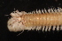  ( - ECOSUR-OH-0976)  @11 [ ] CreativeCommons  Attribution Non-Commercial (by-nc) (2016) Unspecified Unspecified