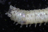  (Perinereis cf. anderssoni - ECOSUR-OH-0977)  @11 [ ] CreativeCommons  Attribution Non-Commercial (by-nc) (2016) Unspecified Unspecified
