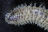  ( - ECOSUR-OH-0978)  @11 [ ] CreativeCommons  Attribution Non-Commercial (by-nc) (2016) Unspecified Unspecified
