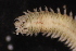  ( - ECOSUR-OH-0985)  @11 [ ] CreativeCommons  Attribution Non-Commercial (by-nc) (2016) Unspecified Unspecified