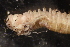  (Nereis garwoodi - ECOSUR-OH-0986)  @11 [ ] CreativeCommons  Attribution Non-Commercial (by-nc) (2016) Unspecified Unspecified