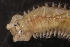  ( - ECOSUR-OH-0987)  @11 [ ] CreativeCommons  Attribution Non-Commercial (by-nc) (2016) Unspecified Unspecified