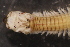  ( - ECOSUR-OH-0988)  @11 [ ] CreativeCommons  Attribution Non-Commercial (by-nc) (2016) Unspecified Unspecified
