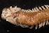  ( - ECOSUR-OH-0990)  @11 [ ] CreativeCommons  Attribution Non-Commercial (by-nc) (2016) Unspecified Unspecified