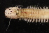  ( - ECOSUR-OH-0991)  @11 [ ] CreativeCommons  Attribution Non-Commercial (by-nc) (2016) Unspecified Unspecified