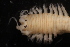  ( - ECOSUR-OH-P0523.1)  @11 [ ] CreativeCommons  Attribution Non-Commercial (by-nc) (2016) Unspecified Unspecified