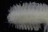  ( - ECOSUR-OH-P0579.1)  @11 [ ] CreativeCommons  Attribution Non-Commercial (by-nc) (2016) Unspecified Unspecified