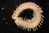  ( - ECOSUR-OH-P0594.1)  @11 [ ] CreativeCommons  Attribution Non-Commercial (by-nc) (2016) Unspecified Unspecified
