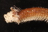 ( - ECOSUR-OH-P0760.1)  @11 [ ] CreativeCommons  Attribution Non-Commercial (by-nc) (2016) Unspecified Unspecified
