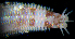  (Marphysa regalis - ECOSUR-OH-P129)  @11 [ ] CreativeCommons - Attribution  Unspecified Unspecified