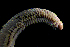  ( - ECOSUR-OH-P402)  @11 [ ] CreativeCommons - Attribution  Unspecified Unspecified