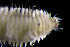  (Laeonereis - ECOSUR-OH-P644)  @12 [ ] CreativeCommons - Attribution  Unspecified Unspecified