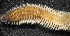  (Alitta cf. succinea - ECOSUR-OH-P685)  @12 [ ] CreativeCommons - Attribution  Unspecified Unspecified