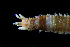  (Nicidion - ECOSUR-OH-P714)  @11 [ ] CreativeCommons - Attribution  Unspecified Unspecified