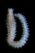  (Neanthes cf. galetae - ECOSUR-OH-P852)  @11 [ ] CreativeCommons - Attribution (2015) Unspecified El Colegio de la Frontera Sur