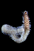  (Nereis cf falsa sp1 - ECOSUR-OH-P859)  @11 [ ] CreativeCommons - Attribution (2015) Unspecified El Colegio de la Frontera Sur
