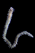  (Nereis cf occidentalis sp1 - ECOSUR-OH-P863)  @11 [ ] CreativeCommons - Attribution (2015) Unspecified El Colegio de la Frontera Sur