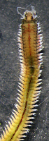  (Nereis cf occidentalis sp2 - ECOSUR-OH-P885)  @11 [ ] CreativeCommons - Attribution (2015) Unspecified El Colegio de la Frontera Sur