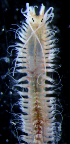 (Ceratonereis longicirrata - ECOSUR-OH-P907)  @11 [ ] CreativeCommons - Attribution (2015) Unspecified El Colegio de la Frontera Sur