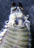  (Nereis sp. 3 - ECOSUR-OH-P919)  @11 [ ] CreativeCommons - Attribution (2015) Unspecified El Colegio de la Frontera Sur