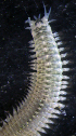  (Perinereis cf. elenacasoae - ECOSUR-OH-P920)  @11 [ ] CreativeCommons - Attribution (2015) Unspecified El Colegio de la Frontera Sur