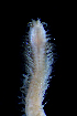  (Ceratocephale papillata - UNAM-0002)  @11 [ ] CreativeCommons - Attribution (2015) Unspecified El Colegio de la Frontera Sur