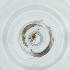  (Bootanomyia - POMS_003_G1)  @11 [ ] by  Genome Research Ltd as Wellcome Sanger Institute Genome Research Limited operating as Wellcome Sanger Institute