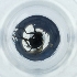  ( - POMS_008_G1)  @11 [ ] by  Genome Research Ltd as Wellcome Sanger Institute Genome Research Limited operating as Wellcome Sanger Institute