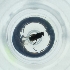  ( - POMS_009_F11)  @11 [ ] by  Genome Research Ltd as Wellcome Sanger Institute Genome Research Limited operating as Wellcome Sanger Institute