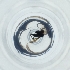  ( - POMS_011_C8)  @11 [ ] by  Genome Research Ltd as Wellcome Sanger Institute Genome Research Limited operating as Wellcome Sanger Institute