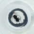  ( - POMS_011_H10)  @11 [ ] by  Genome Research Ltd as Wellcome Sanger Institute Genome Research Limited operating as Wellcome Sanger Institute