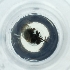  ( - POMS_015_A5)  @11 [ ] by  Genome Research Ltd as Wellcome Sanger Institute Genome Research Limited operating as Wellcome Sanger Institute