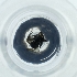  ( - POMS_057_E1)  @11 [ ] by  Genome Research Ltd as Wellcome Sanger Institute Genome Research Limited operating as Wellcome Sanger Institute