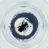  (Phora stictica - POMS_057_G4)  @11 [ ] by  Genome Research Ltd as Wellcome Sanger Institute Genome Research Limited operating as Wellcome Sanger Institute