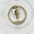  ( - POMS_060_E11)  @11 [ ] by  Genome Research Ltd as Wellcome Sanger Institute Genome Research Limited operating as Wellcome Sanger Institute