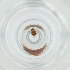  ( - POMS_071_C11)  @11 [ ] by  Genome Research Ltd as Wellcome Sanger Institute Genome Research Limited operating as Wellcome Sanger Institute