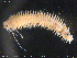  ( - NTNU-VM-75155)  @11 [ ] Creative Commons  Attribution Non-Commercial Share-Alike (2020) NTNU University Museum, Department of Natural History NTNU University Museum, Department of Natural History