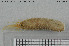  ( - NTNU-VM-75465)  @11 [ ] Creative Commons  Attribution Non-Commercial Share-Alike (2020) NTNU University Museum, Department of Natural History NTNU University Museum, Department of Natural History