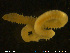  ( - NTNU-VM-75521)  @11 [ ] Creative Commons  Attribution Non-Commercial Share-Alike (2020) NTNU University Museum, Department of Natural History NTNU University Museum, Department of Natural History