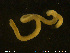 ( - NTNU-VM-75716)  @11 [ ] Creative Commons  Attribution Non-Commercial Share-Alike (2020) NTNU University Museum, Department of Natural History NTNU University Museum, Department of Natural History