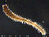 ( - NTNU-VM-75754)  @11 [ ] Creative Commons  Attribution Non-Commercial Share-Alike (2020) NTNU University Museum, Department of Natural History NTNU University Museum, Department of Natural History