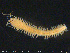  ( - NTNU-VM-76215)  @11 [ ] Creative Commons  Attribution Non-Commercial Share-Alike (2020) NTNU University Museum, Department of Natural History NTNU University Museum, Department of Natural History