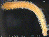  ( - NTNU-VM-76216)  @11 [ ] Creative Commons  Attribution Non-Commercial Share-Alike (2020) NTNU University Museum, Department of Natural History NTNU University Museum, Department of Natural History
