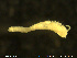  ( - NTNU-VM-76276)  @11 [ ] Creative Commons  Attribution Non-Commercial Share-Alike (2020) NTNU University Museum, Department of Natural History NTNU University Museum, Department of Natural History