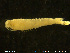  ( - NTNU-VM-76277)  @11 [ ] Creative Commons  Attribution Non-Commercial Share-Alike (2020) NTNU University Museum, Department of Natural History NTNU University Museum, Department of Natural History