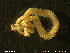  ( - NTNU-VM-76447)  @11 [ ] Creative Commons  Attribution Non-Commercial Share-Alike (2020) NTNU University Museum, Department of Natural History NTNU University Museum, Department of Natural History