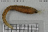  ( - NTNU-VM-76454)  @11 [ ] Creative Commons  Attribution Non-Commercial Share-Alike (2020) NTNU University Museum, Department of Natural History NTNU University Museum, Department of Natural History