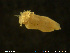  (Lysilla loveni - NTNU-VM-76482)  @11 [ ] Creative Commons  Attribution Non-Commercial Share-Alike (2020) NTNU University Museum, Department of Natural History NTNU University Museum, Department of Natural History