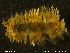  ( - NTNU-VM-76603)  @11 [ ] Creative Commons  Attribution Non-Commercial Share-Alike (2020) NTNU University Museum, Department of Natural History NTNU University Museum, Department of Natural History